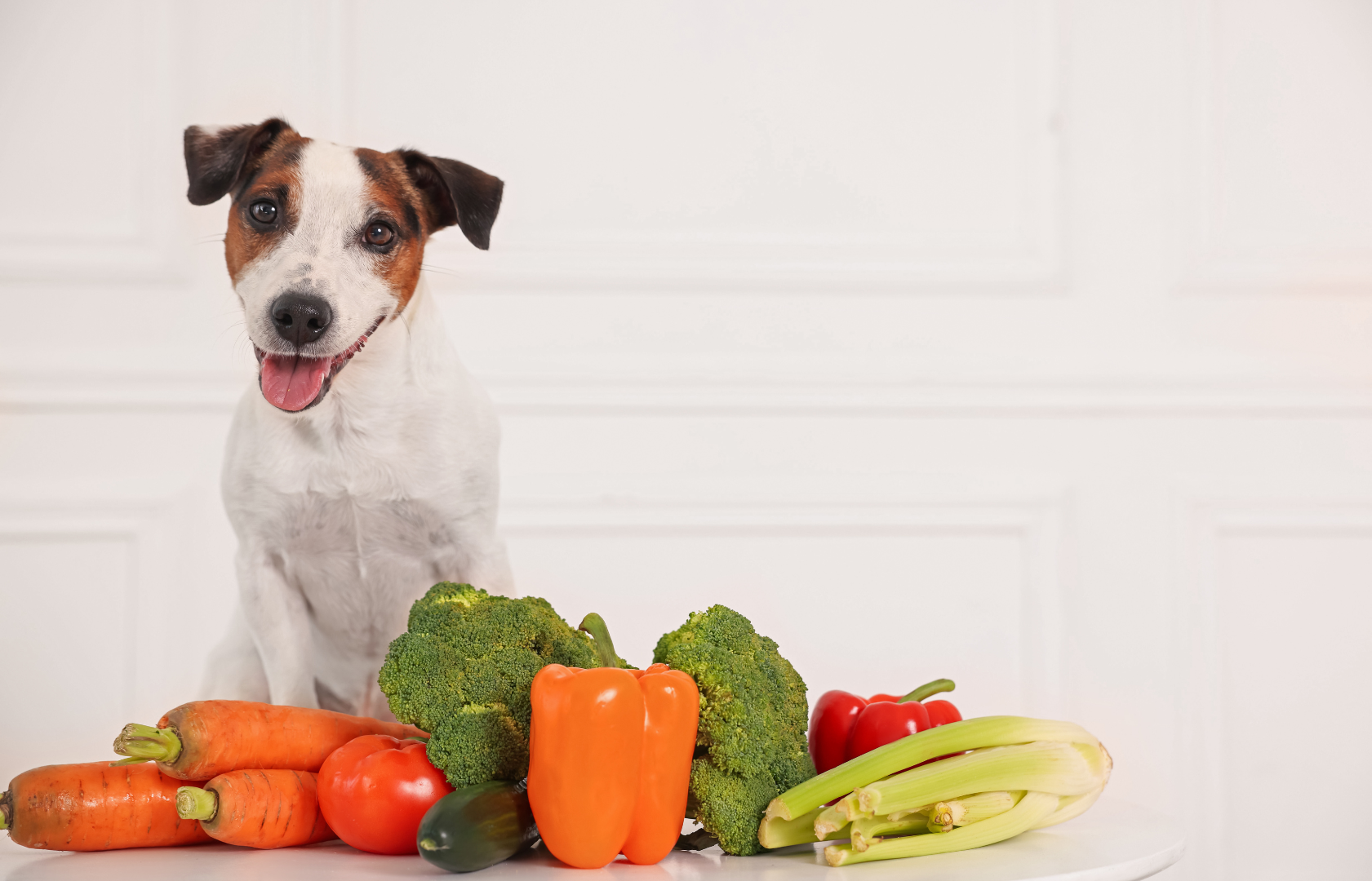 Hund sitzt vor frischem Gemüse: Karotten, Brokkoli, Paprika, Tomate, Sellerie